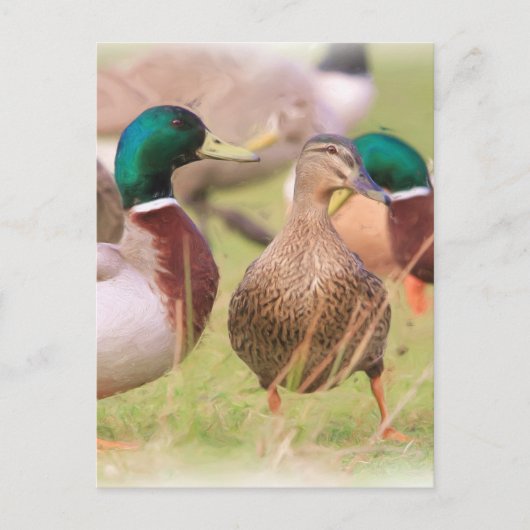 Duck Briefkaart (Voorkant)