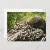 Duck Briefkaart (Voorkant / Achterkant)