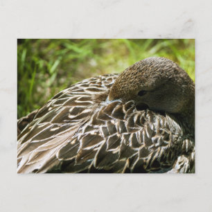 Duck Briefkaart