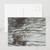 Duck Briefkaart (Voorkant / Achterkant)