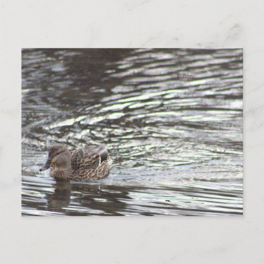 Duck Briefkaart (Voorkant)