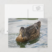 Duck Briefkaart (Voorkant / Achterkant)