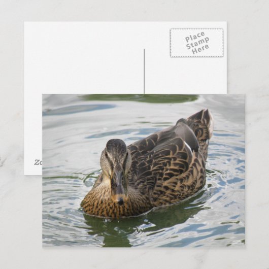Duck Briefkaart (Voorkant / Achterkant)