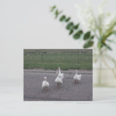 Duck Briefkaart (Staand voorkant)