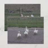 Duck Briefkaart (Voorkant / Achterkant)
