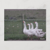 Duck Briefkaart (Achterkant)
