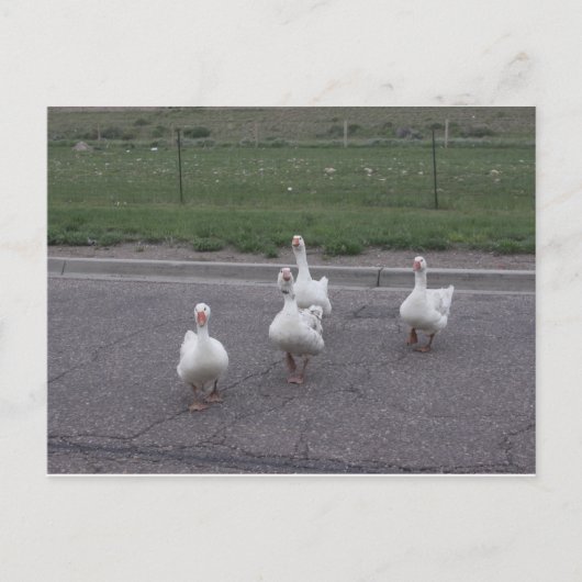 Duck Briefkaart (Voorkant)