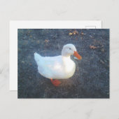 Duck Briefkaart (Voorkant / Achterkant)