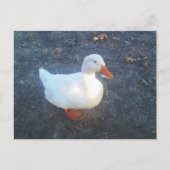 Duck Briefkaart (Voorkant)