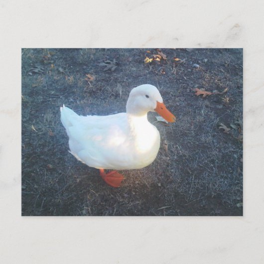 Duck Briefkaart (Voorkant)