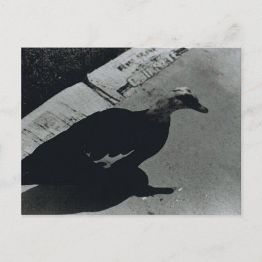 Duck Briefkaart (Voorkant)