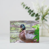 Duck Briefkaart (Staand voorkant)