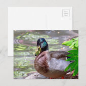 Duck Briefkaart (Voorkant / Achterkant)
