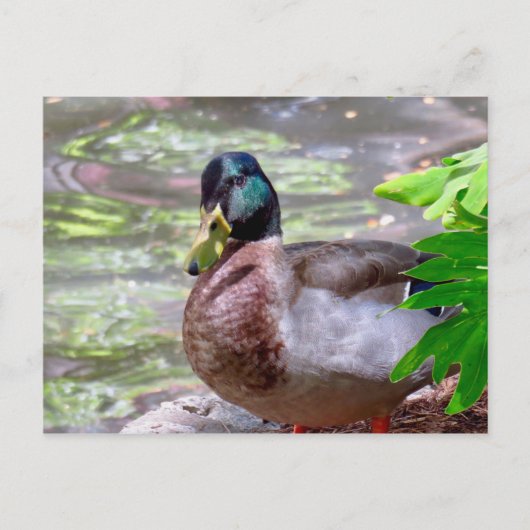 Duck Briefkaart (Voorkant)
