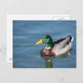 Duck Briefkaart (Voorkant / Achterkant)