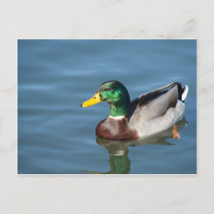 Duck Briefkaart