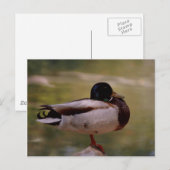 Duck Briefkaart (Voorkant / Achterkant)