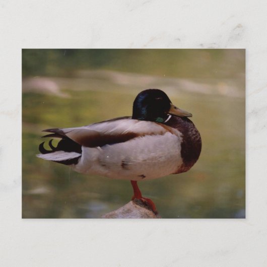 Duck Briefkaart (Voorkant)