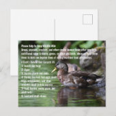 Duck Briefkaart (Voorkant / Achterkant)