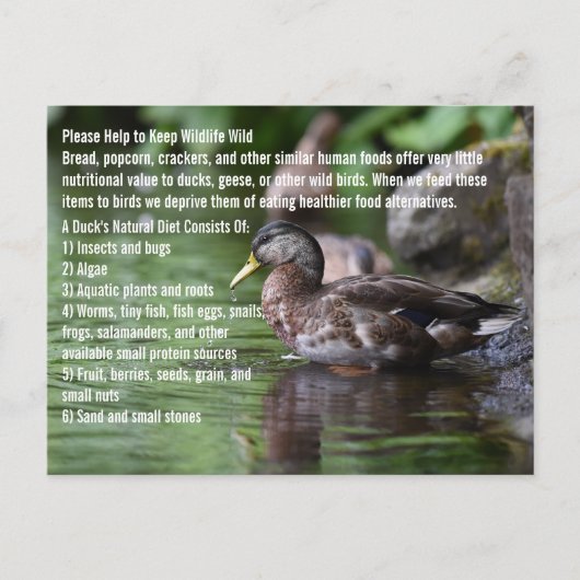 Duck Briefkaart (Voorkant)