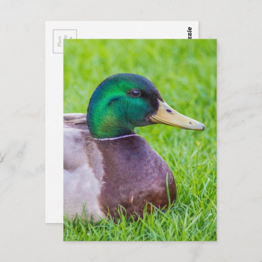 Duck Briefkaart (Voorkant / Achterkant)
