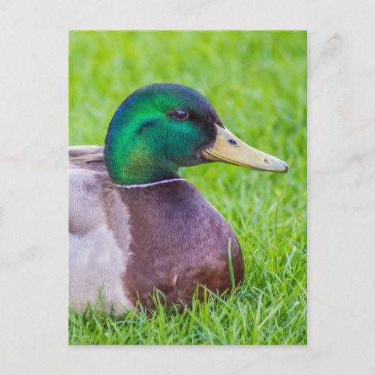 Duck Briefkaart (Voorkant)