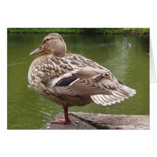 Duck Card (Voorkant Horizontaal)