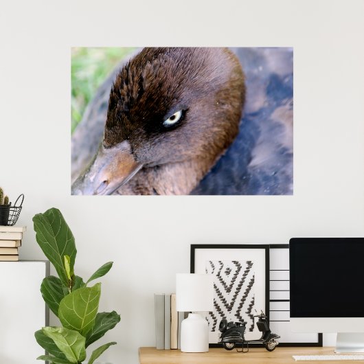 Duck Close-up afdrukken Poster (Thuiskantoor)