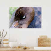 Duck Close-up afdrukken Poster (Keuken)