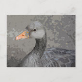 Duck close-up uitzicht briefkaart (Voorkant)