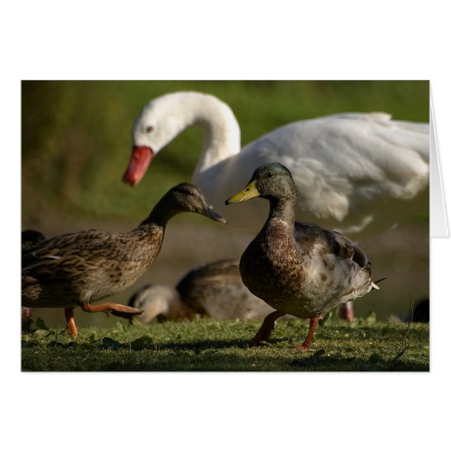 Duck Convention (Voorkant Horizontaal)