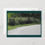 Duck Crossing Briefkaart (Voorkant / Achterkant)