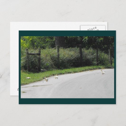 Duck Crossing Briefkaart (Voorkant / Achterkant)