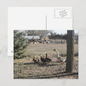 Duck Duck Goose Briefkaart (Voorkant / Achterkant)