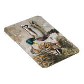Duck en Mallard Wildlife Schilderij Flexibel Magneet (Rechterzijde)