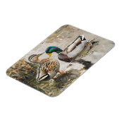 Duck en Mallard Wildlife Schilderij Flexibel Magneet (Linkerzijde)