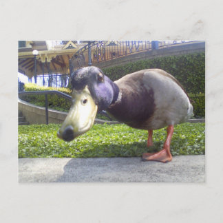 "Duck Encounter" Briefkaart