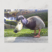"Duck Encounter" Briefkaart (Voorkant)