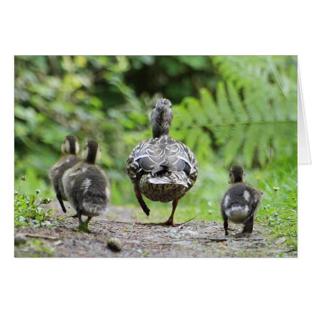 Duck Family (Voorkant Horizontaal)