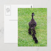 Duck Family Briefkaart (Voorkant / Achterkant)