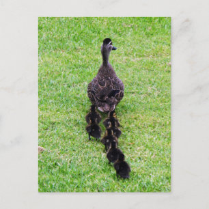 Duck Family Briefkaart