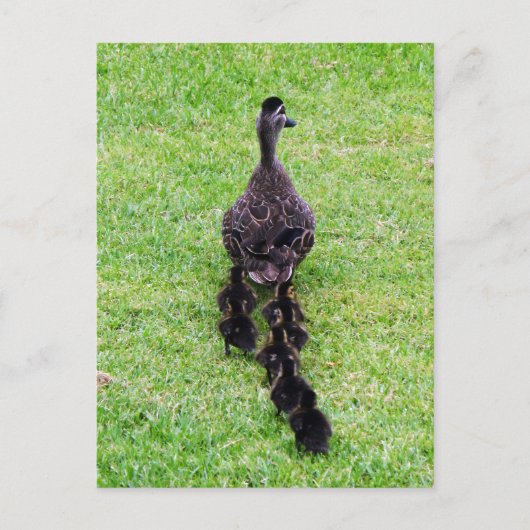 Duck Family Briefkaart (Voorkant)