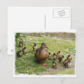 Duck Family Briefkaart (Voorkant / Achterkant)