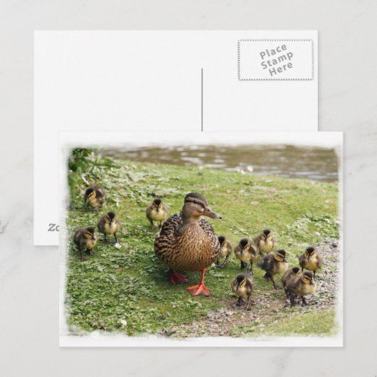 Duck Family Briefkaart (Voorkant / Achterkant)