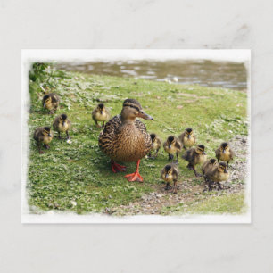 Duck Family Briefkaart