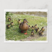 Duck Family Briefkaart (Voorkant)
