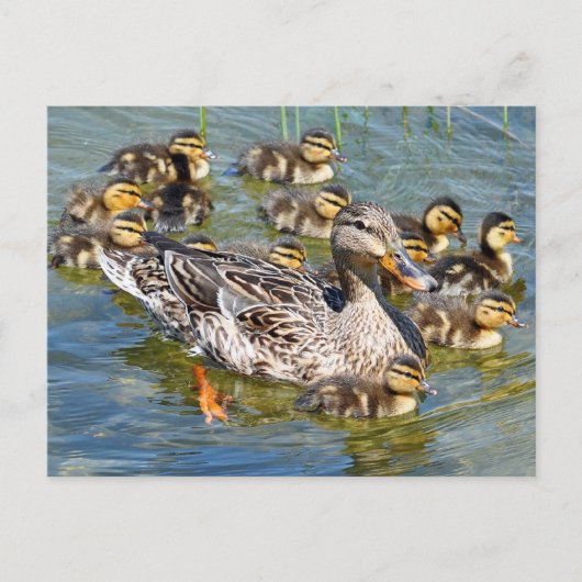 Duck Family Briefkaart (Voorkant)