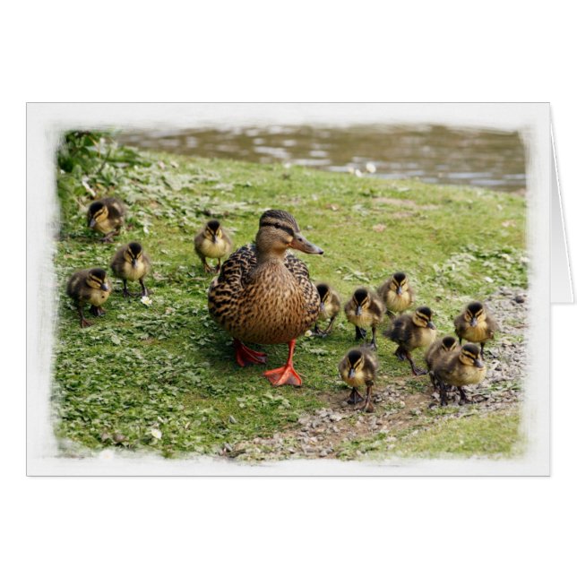 Duck Family Card (Voorkant Horizontaal)