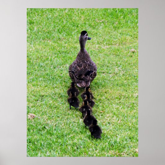 Duck Family Poster (Voorkant)