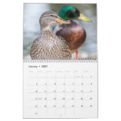 Duck fotografie 2025 kalender (Jan 2027)
